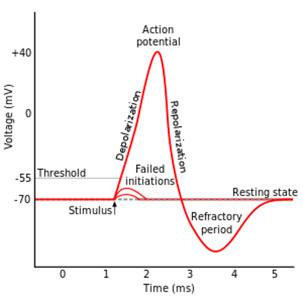 <p>(only in men) resting period after orgasm, during which he cannot achieve another orgasm</p>