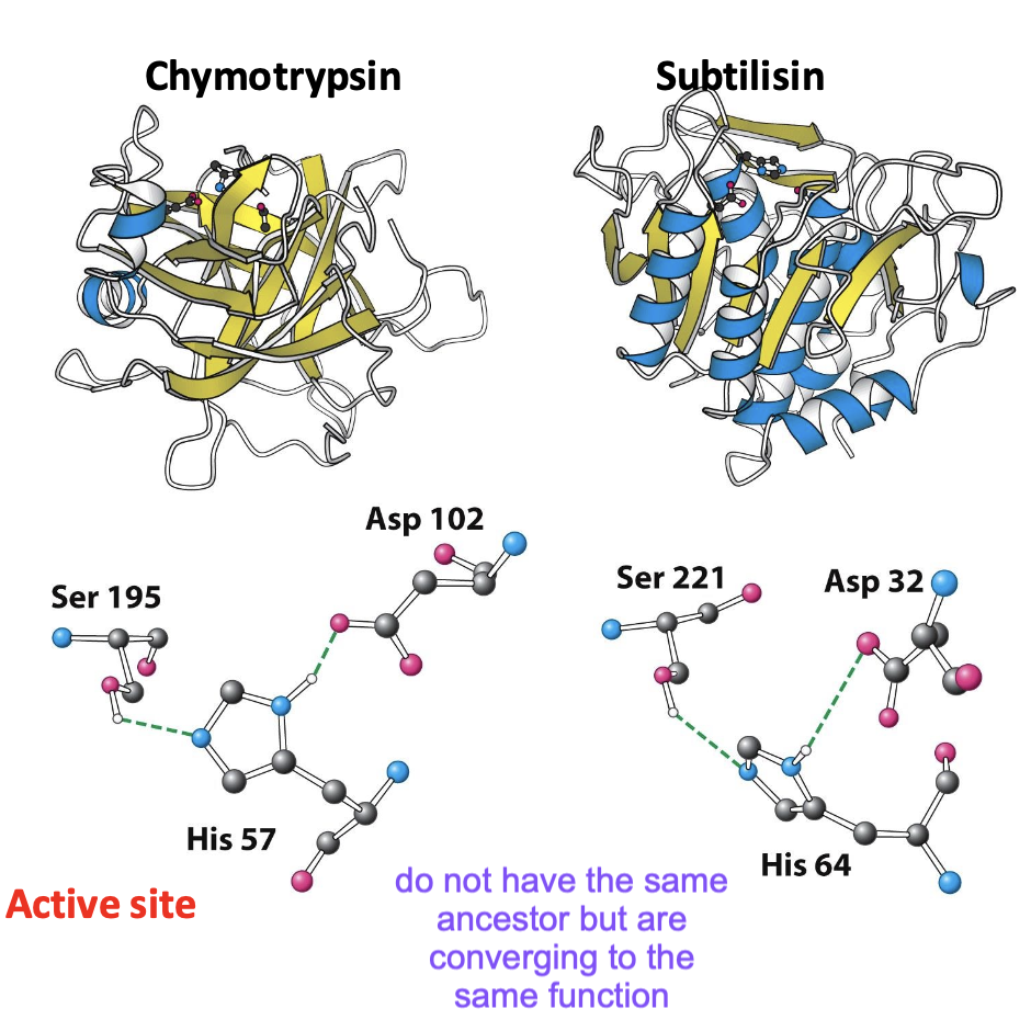 <p>Proteins don’t have the same ancestor but are converging to the same function</p>