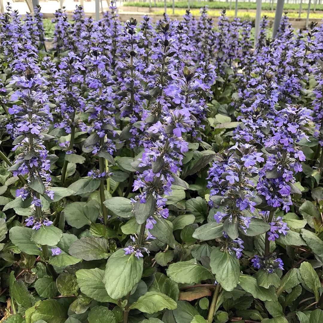 What is this?