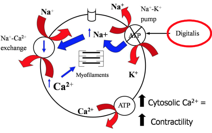 <p>A decrease in sodium ion influx leads toā¦</p>