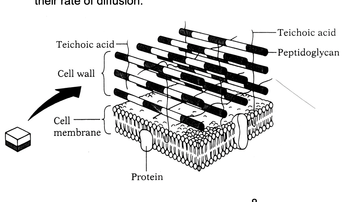 <ul><li><p>50 layers of peptidoglycan</p></li><li><p>interspersed with <strong>teichoic</strong> acids</p></li></ul><p>Permeability:</p><ul><li><p>freely permeable to molecules of &lt; 1000 Da</p><ul><li><p>Most stuff gets through</p></li></ul></li></ul><p><strong>Only limited by rate of diffusion</strong></p><p></p>