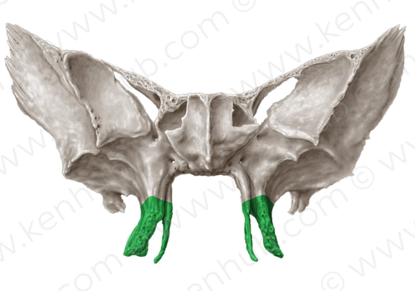 knowt flashcard image