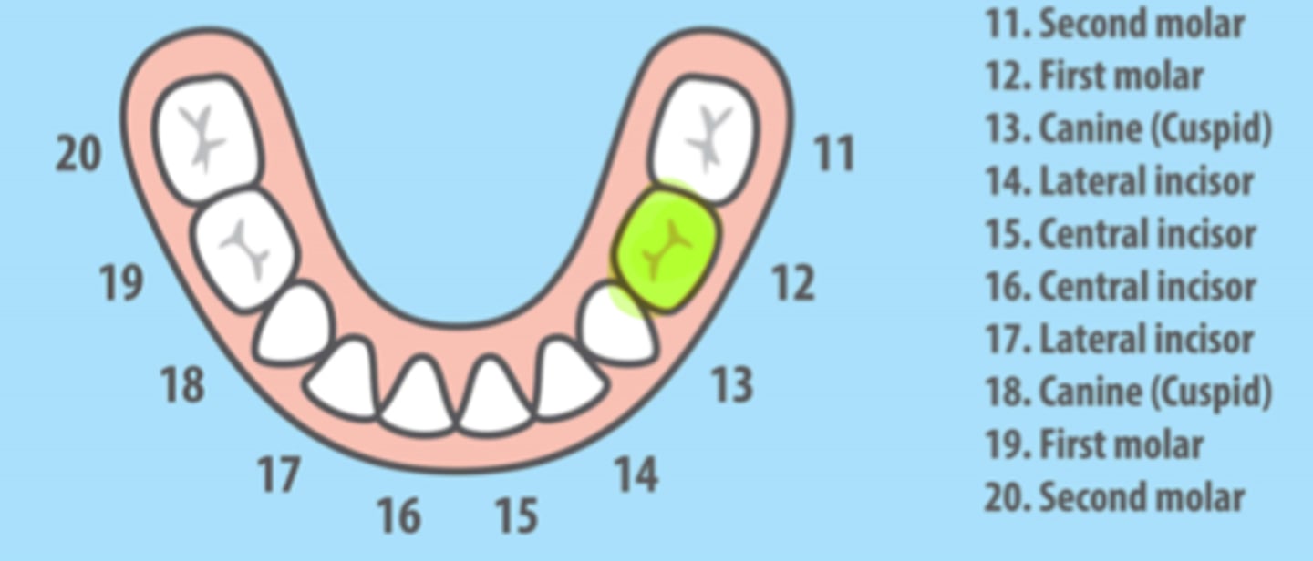 <p>Mandibular Left Primary First Molar</p>