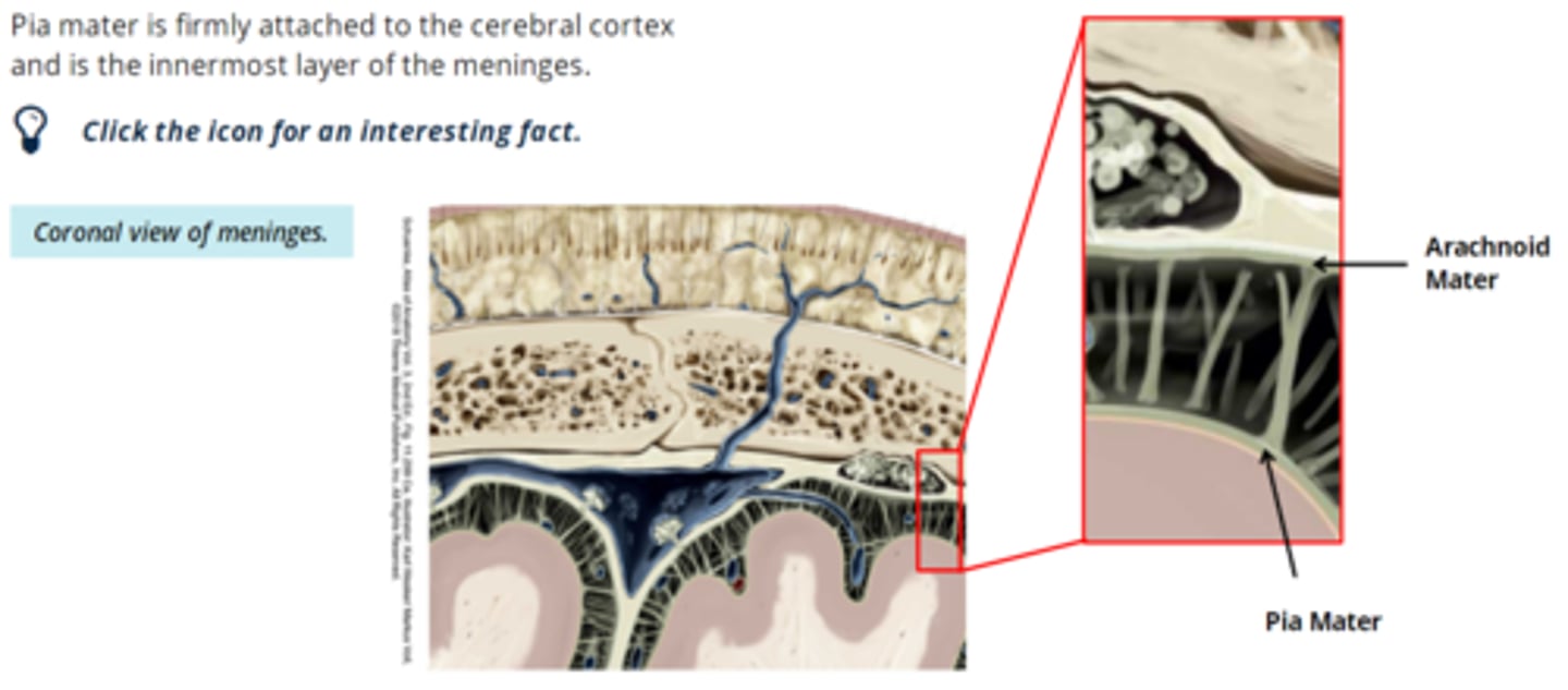 <p>- attached firmly to the cerebral cortex and is the innermost layer of the meninges</p>
