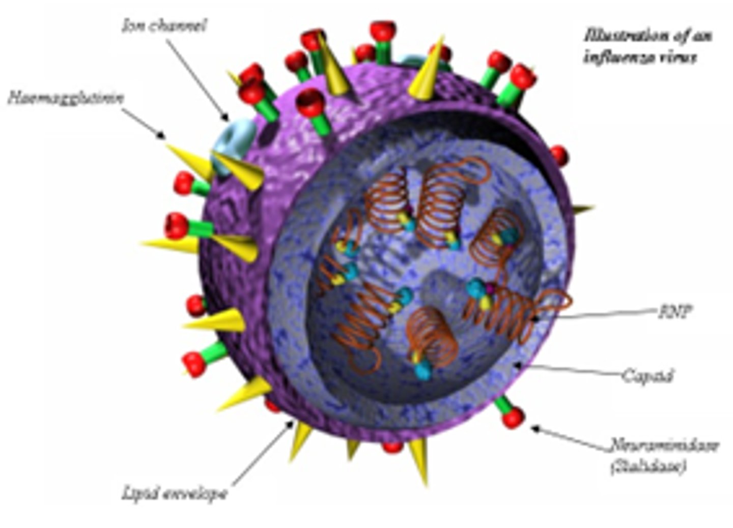 <p>Influenza A (H1N1) and influenza A (H3N2) viruses.</p>