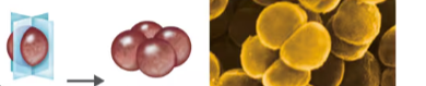 <p>group of four cocci </p><ul><li><p>has two planes</p></li></ul><p></p>