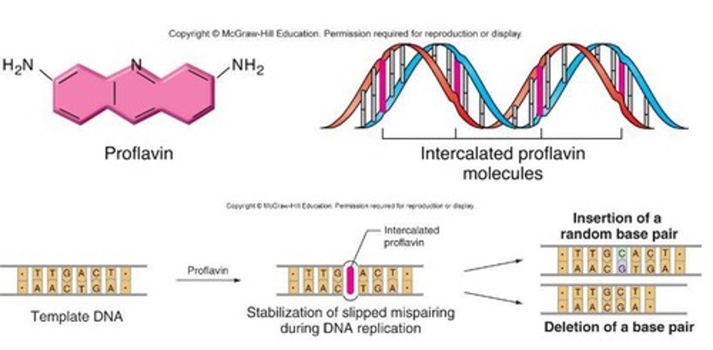 <p>Chemicals can intercalate by inserting themselves between the base pairs of DNA, disrupting normal base pairing and leading to mutations.</p>