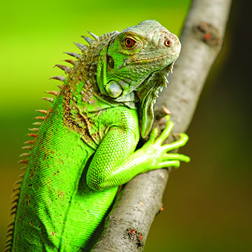 <p>Iguana</p>