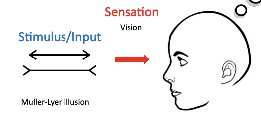 <p>visual stimulus makes contact with our sensory organs (eyes)</p><p>ex: we see the muller-lyer illusion</p>