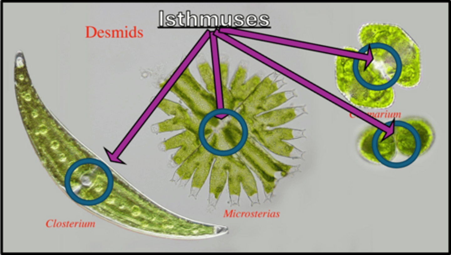 <p>desmids; famous for their "mirror image" appearance of cells, nuclei are located in the isthmus (connection of cells), have two folded plastids per cell</p>