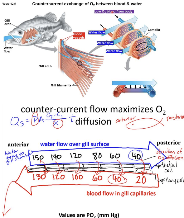 <p>there is a countercurrent exchange of O2 between blood and water (where water flows over the gill filament in the opposite direction from the blood flowing inside the gill filament), which maximizes O2 diffusion into the blood and prevents equilibrium PO2 from developing between water and blood</p>