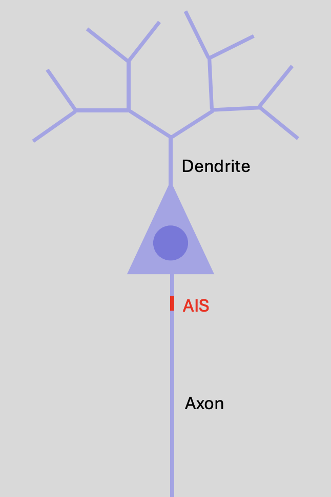 <ol><li><p>can be simple of complex</p></li><li><p>different lengths (distance from AIS)</p></li><li><p>different thicknesses→</p><ul><li><p>Thicker when closer to soma</p></li></ul></li><li><p>more or less branched</p></li><li><p>different numbers of<strong> spiney protuberances</strong>→ wwhere some synapses form (different distributions)</p></li><li><p>Even in a<strong> single</strong> neuron→ can be more than one dendritic tree</p><ul><li><p>each having different properties</p></li></ul></li></ol><p></p><p><em>This can be in DIFFERENT neurons or even in the SAME neuron</em></p>