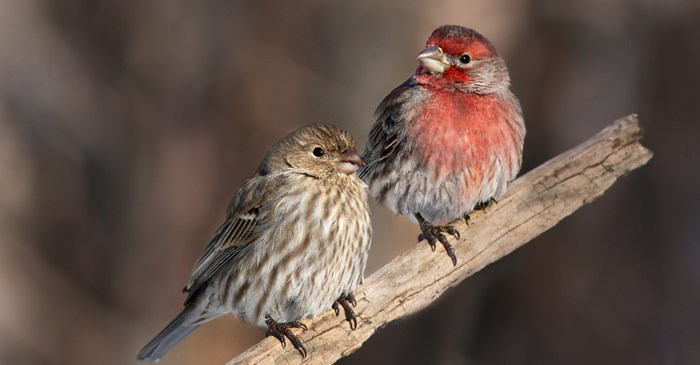 <ul><li><p>Large, wide beak</p></li><li><p>Males red on face and breast</p></li><li><p>Females streaky and brown</p></li></ul><p></p>