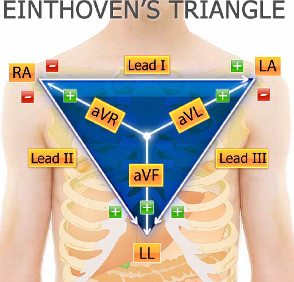 <p>Lead I: Right arm -ve → Left arm +ve</p><p>Lead II: Right arm -ve → Left leg +ve</p><p>*Lead II views conducting system</p><p>Lead III: Left arm -ve → Left leg +ve</p><p>*All three together create Einthoven's triangle</p>