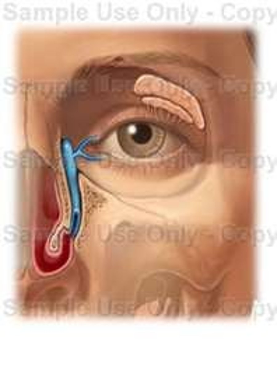 <p>system of glands and ducts that produces, stores, and drains tears to keep the eye's surface lubricated, clean, and protected; maintains the health and functions of the ocular surface through the production of a tear film</p>