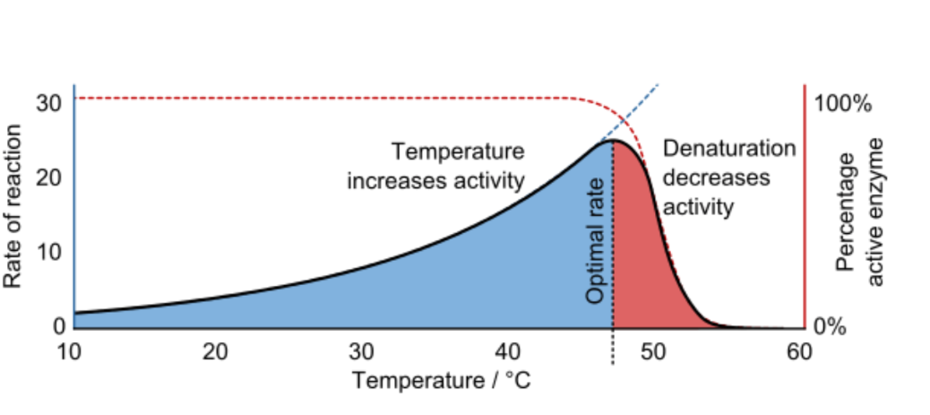 <ul><li><p><span>As temperature increases beyond a critical point, enzymes denature&nbsp;</span></p></li><li><p><span>Every enzyme has an optimal temperature at which it works best (humans -37 C)</span></p></li></ul><p></p>