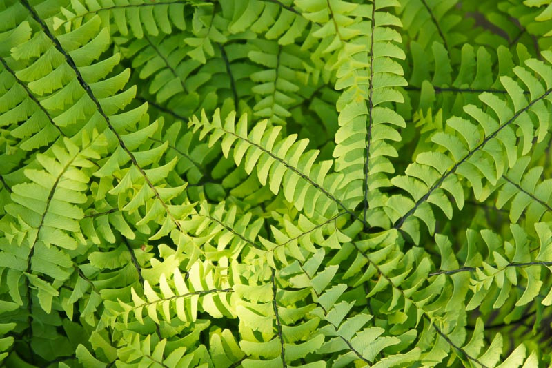 <p>delicate, deciduous fern 1–2 feet tall with fan-shaped, bright green fronds on shiny black wiry stems that arch gracefully in a circular pattern, forming airy clumps in moist, shaded woodland habitats.</p>