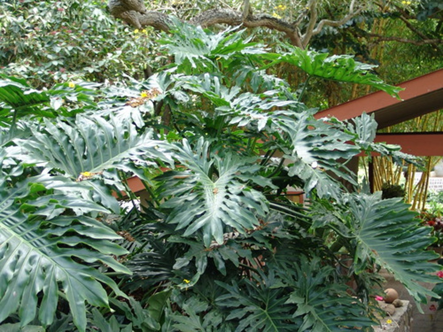 <p>Philodendron selloum</p>