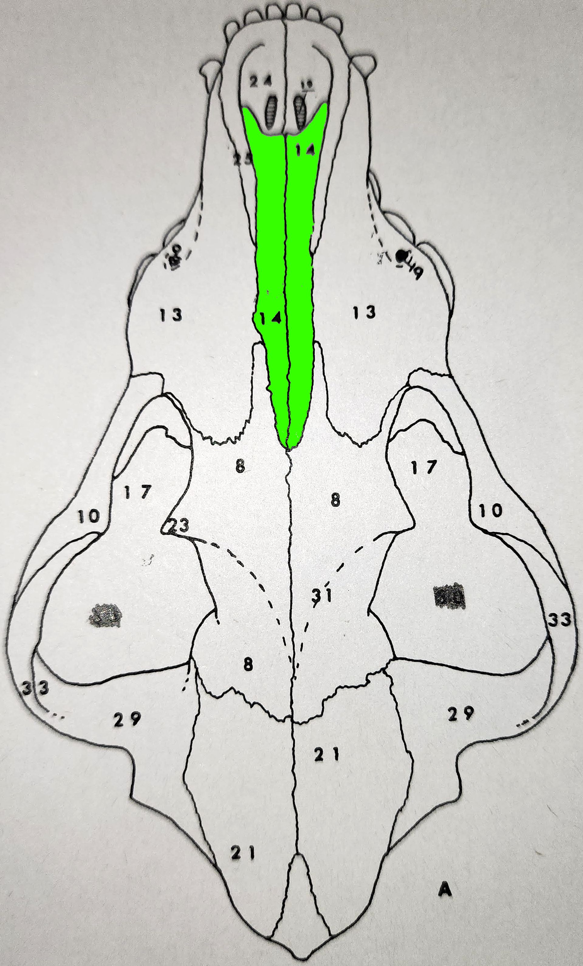 knowt flashcard image