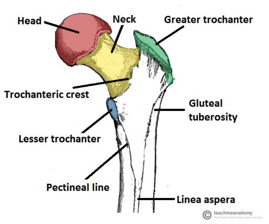 <p>Bones often have prominent features called landmarks. These may be ridges, grooves, depressions, or other surface markers on a bone. These can be a point of attachment or allow space for other systems.</p><p>Names of landmarks include crest, spine, tuberosity, condyle, fossa…</p>
