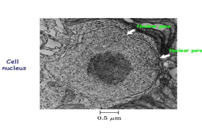 <p>nucleus characteristics?</p>