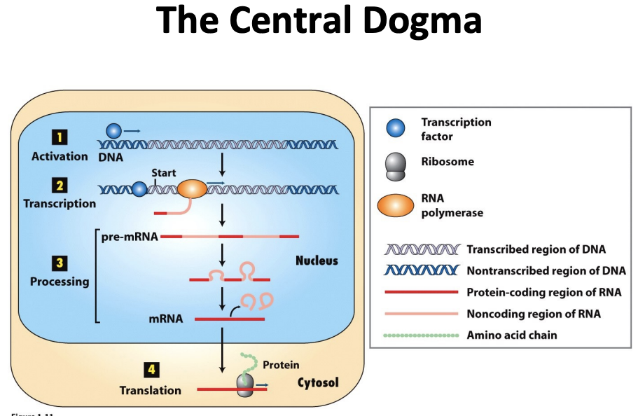 <p>-(grey) gene in the DNA that will encode a protein</p><p>-(blue circle) transcription factor which are proteins that interact with DNA and help activate the expression of a gene, bring in rna polymerase to the region so that the DNA can be transcribed into mRNA</p><p></p><p>-preRNA goes through splicing to get rid of introns and left with mRNA</p><p>-mRNA is exported from the nucleus and encounters ribosomes that translate mRNA into a protein (make peptide bonds between amino acids)</p>