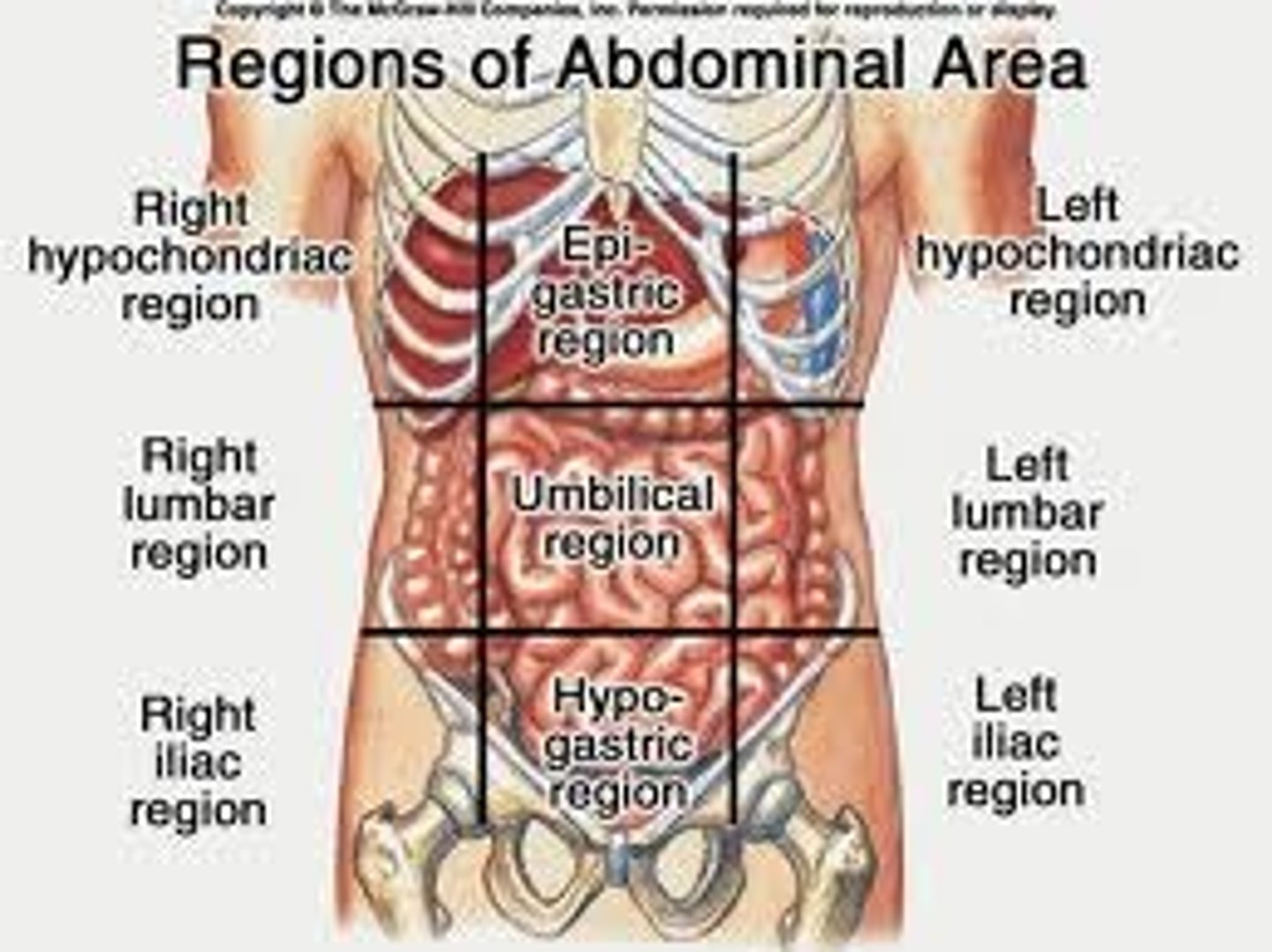 <p>right hypochondriac, epigastric, left hypochondriac, right lumbar, umbilical, left lumbar, right inguinal, hypogastric, left inguinal</p>