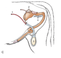 <p>vertically oriented and pendulous between thighs </p>