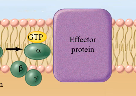 <p>target protein in the membrane, called the effector protein</p>
