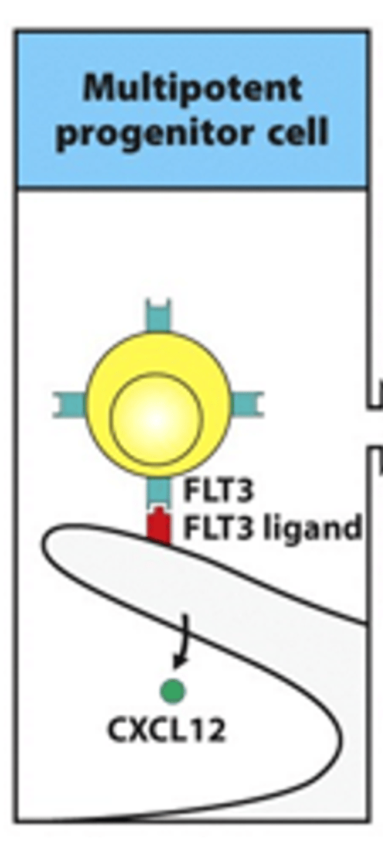 <p>- Early phases depend on the stromal cells in the bone marrow</p><p>- Multipotent progenitor cell:</p><p>--&gt; Interaction between FLT3 receptor and FLT3 ligand</p><p>--&gt; Occurs on surface of stromal cells</p><p>--&gt; Essential for progression into next phases</p><p>--&gt; FLT = tyrosine kinase receptor</p><p>- Interaction between CXCL12 keeps interaction/attraction between the cells</p><p>--&gt; CXCL12 = chemokine</p>