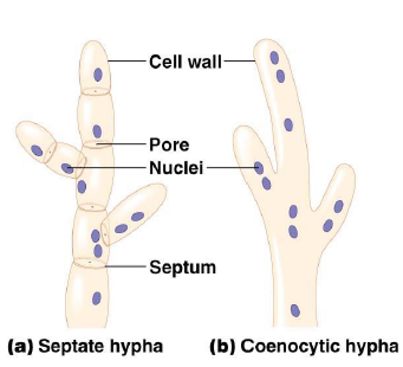 <p>Type of fungi with hyphae that is partitioned by septa (cross walls); ascomycota (sac fungi) basidiomycota (club)</p>