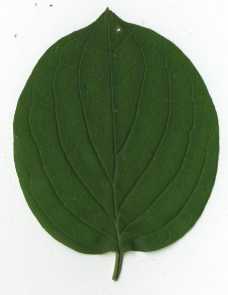 <p>smooth</p>