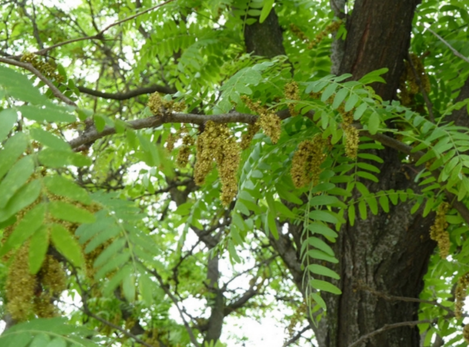<p>Gleditsia triacanthos</p>