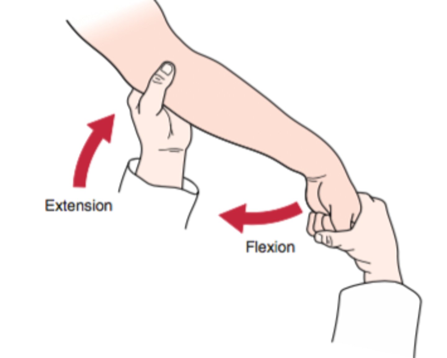 <p>passive stretching of the wrist extensors</p>