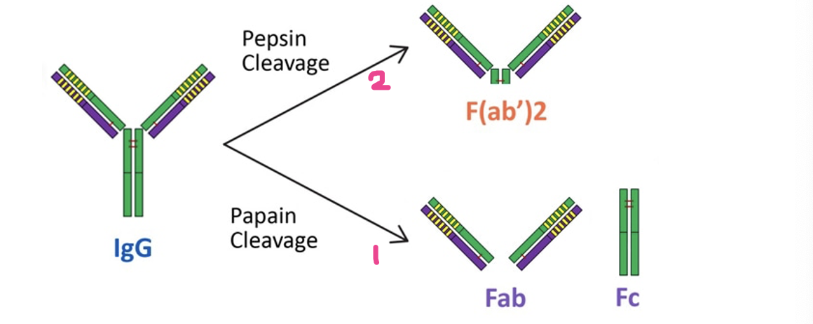 <p>chemical manipulation of antibodies</p><ul><li><p>treatment with the enzyme ____: produces 1 F(ab’)₂ piece (the Fc portion is hydrolyzed [degrade] into tiny peptides)</p></li><li><p>treatment with the enzyme ____: produces 2 x Fab pieces and an Fc piece</p></li></ul><p></p>