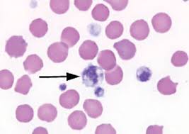 <p>What are blood paletes and their function?</p>