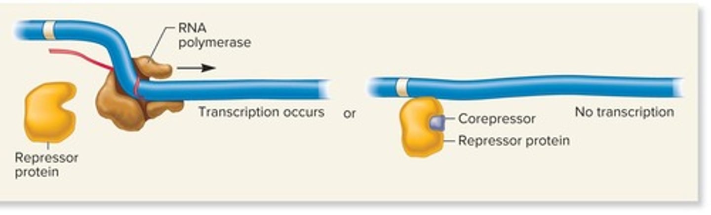 <p>The product of a metabolic pathway inhibits the first enzyme in the pathway.</p>