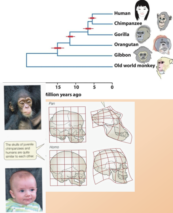 <ul><li><p>Humans share a common ancestor with chimp (~6-7 mya).</p></li><li><p>similarity with chimps is ~95-99%.</p></li><li><p>Humans belong to the family <strong>Hominidae (great apes)</strong> and the subfamily <strong>Homininae</strong>.</p></li></ul><p></p>