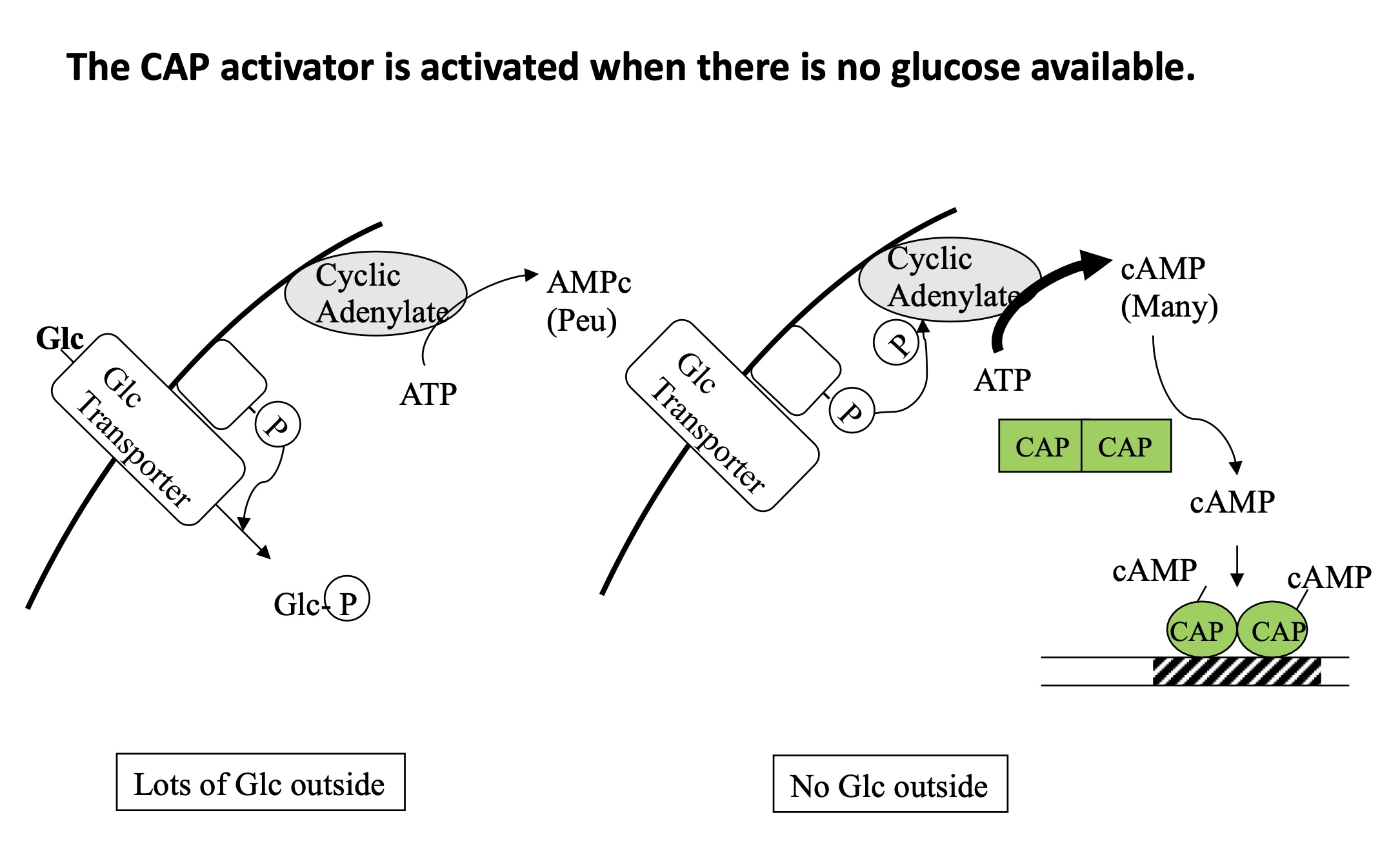 <p>Lots of Glc outside of the bacteria —&gt; inactive CAP</p><ul><li><p>Glc in imported by a transporter&nbsp;</p></li><li><p>Glc is phosphorylated so cannot exit the bacteria&nbsp;</p></li><li><p>cyclic adenylate transforms ATP to cAMP (very little)</p></li></ul><p>No Glc outside of the bacteria&nbsp;—&gt; active CAP</p><ul><li><p>no transcription of Lactose operon </p></li><li><p>cyclic adenylate is phosphorylated and transforms lots of ATP into cAMP</p></li><li><p>cAMP binds to CAP dimer —&gt; active form</p></li><li><p>CAP binds to activator domain of the promoter </p></li><li><p>transcription of lactose operon </p></li></ul><p><strong>Glc already present —&gt; no need for lactose </strong></p><p><strong>No Glc present —&gt; lactose needed to be metabolised into Glc&nbsp;</strong></p>