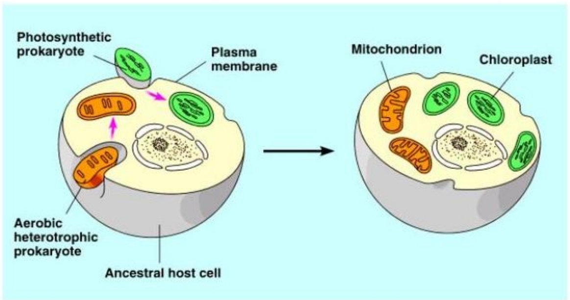 <p>serial endosymbiosis</p>