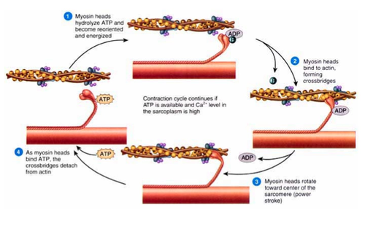 <p>The explanation of how thick and thin filaments slide relative to one another during striated muscle contraction to decrease sarcomere length</p>