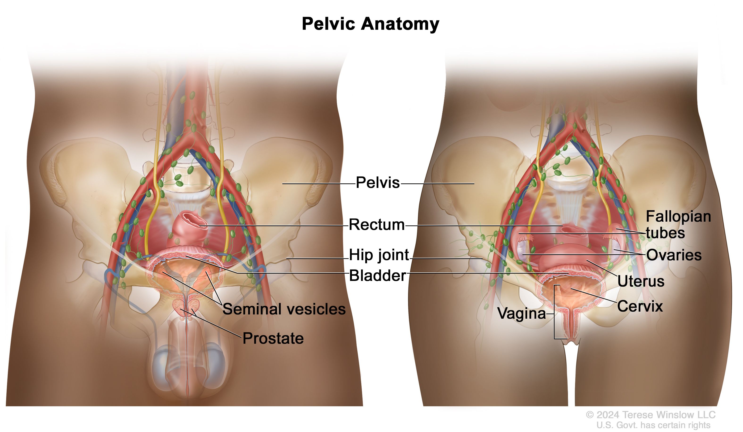 <p>pelvis</p>