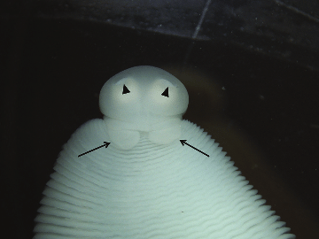 <p>Identify this structure on <em>A. perfoliata</em></p>