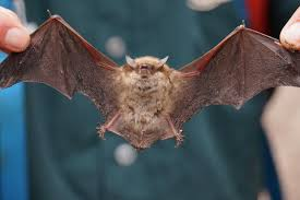 <p>Mammalia, Chiroptera, Vespertilionidae</p><p>Myotis lucifugus</p>