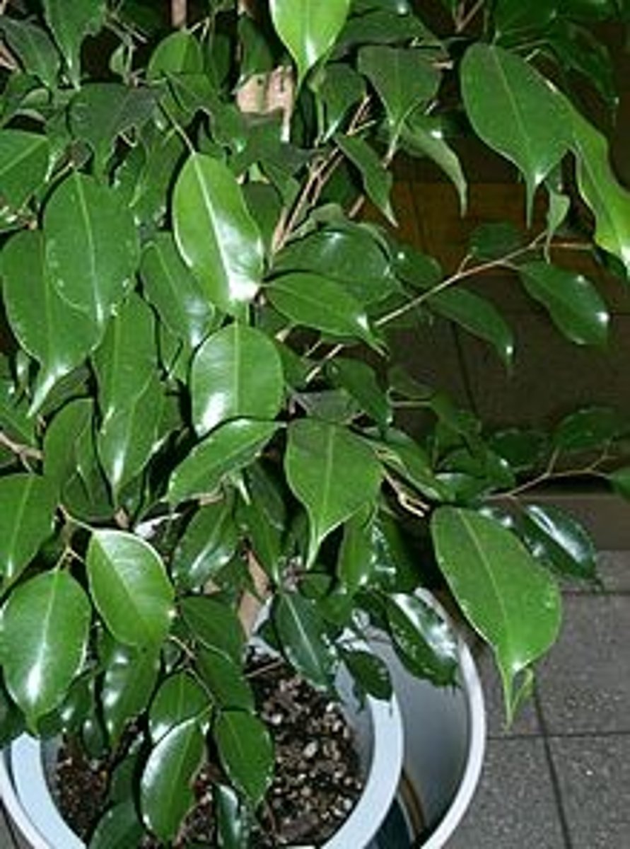 <p>Leaves can be solid green or variegated</p><p>This is a tree - can be 1 foot to 20 feet tall</p><p>Leaves have a "tail" on the end</p><p>Produces white milky sap</p><p>Woody Stem</p>