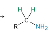 <p>Reduction of Amides</p>