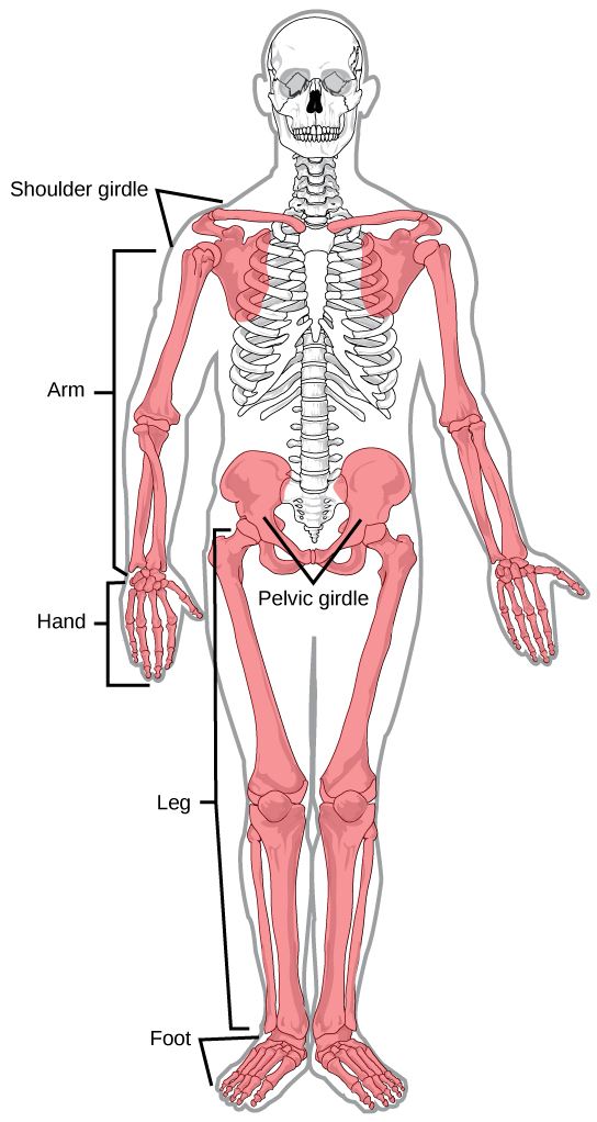 <p>-Pectoral Gridle (scapula, clavicle, arms) -Pelvic Gridle (coxal bones, legs)</p>