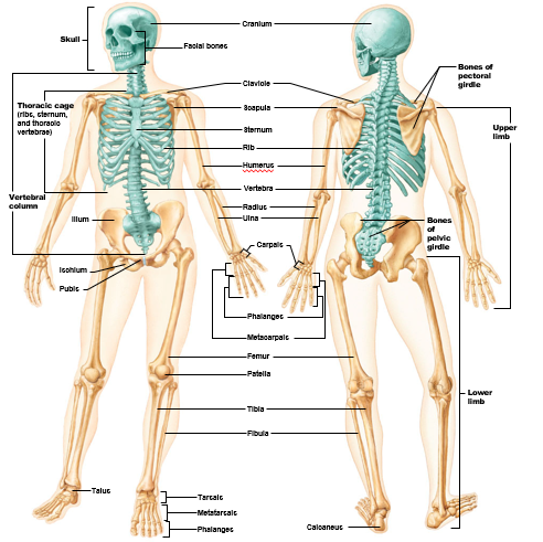 <p>The bones highlighted in teal are part of the (?) skeleton</p>