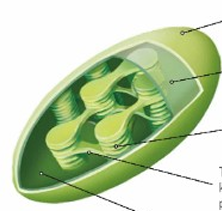 <p>Budowa chloroplastów</p>