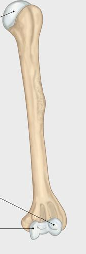 <p>which cone is this (name and direction)</p>